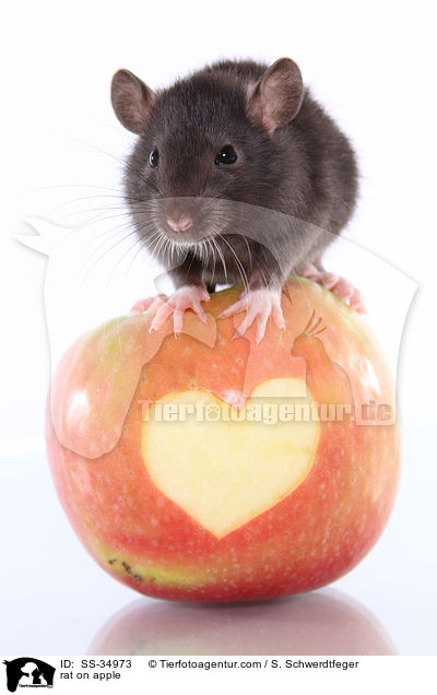 rat on apple / SS-34973