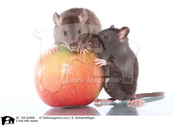 2 rats with apple / SS-34988
