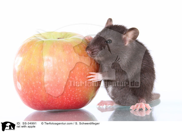 rat with apple / SS-34991