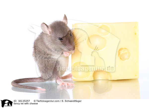 fancy rat with cheese / SS-35257