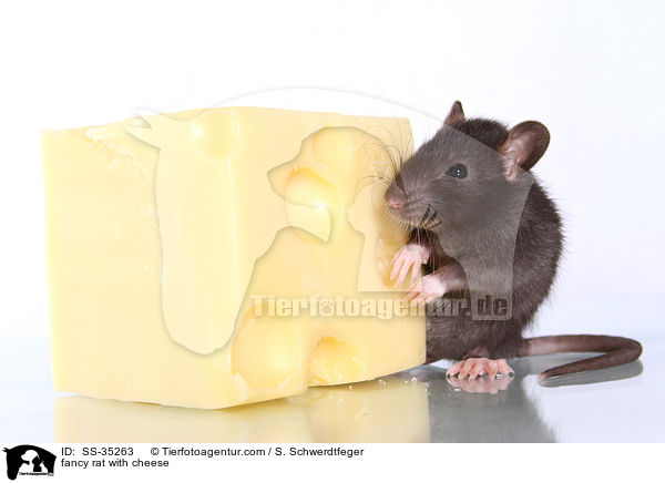 fancy rat with cheese / SS-35263