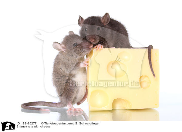 2 fancy rats with cheese / SS-35277