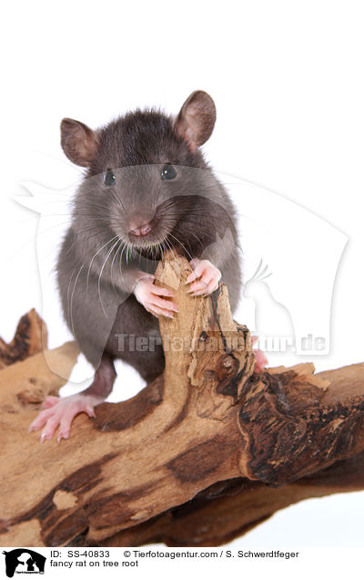 fancy rat on tree root / SS-40833