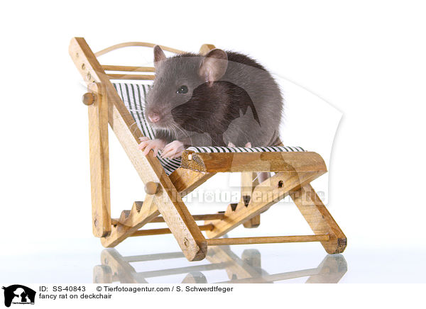 fancy rat on deckchair / SS-40843