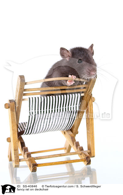 fancy rat on deckchair / SS-40846