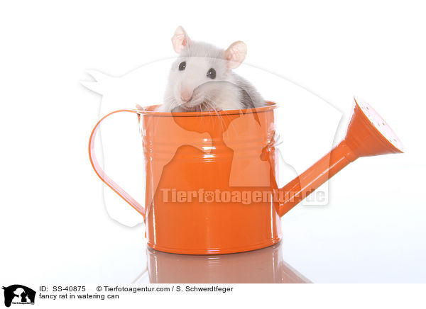 fancy rat in watering can / SS-40875