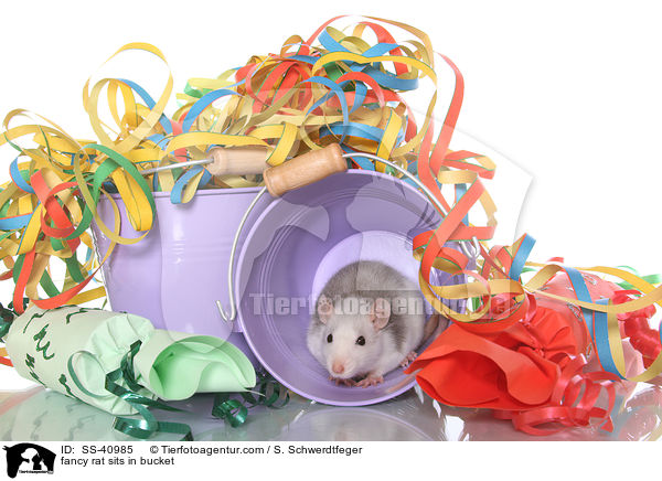 fancy rat sits in bucket / SS-40985