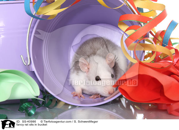 fancy rat sits in bucket / SS-40986