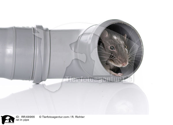 Ratte im Abflussrohr / rat in pipe / RR-68966