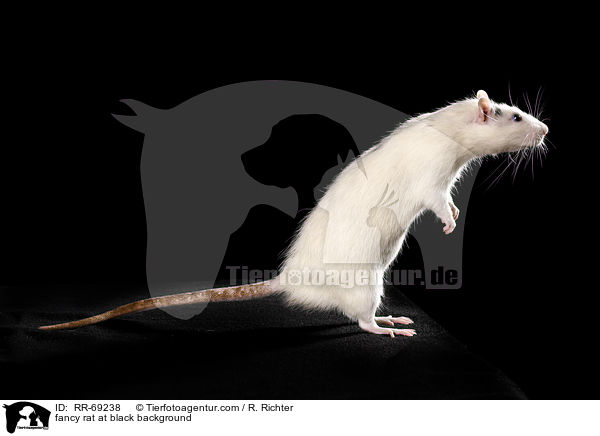 fancy rat at black background / RR-69238