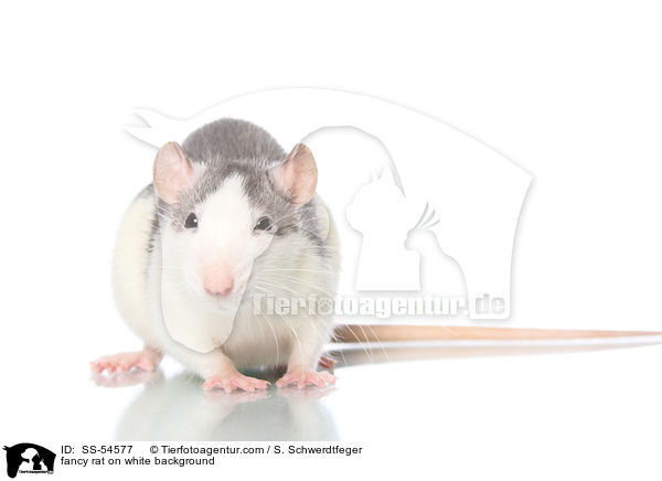 fancy rat on white background / SS-54577