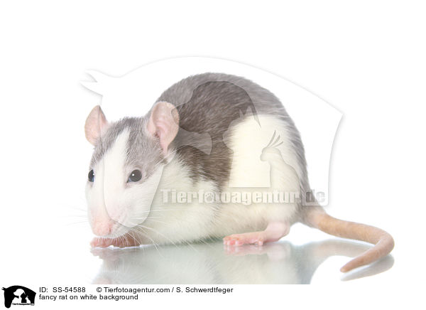 fancy rat on white background / SS-54588