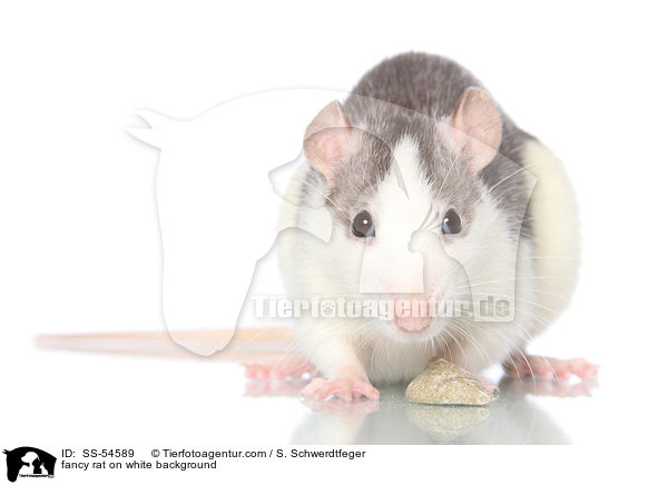 fancy rat on white background / SS-54589