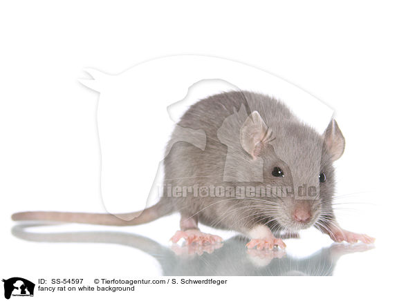 fancy rat on white background / SS-54597