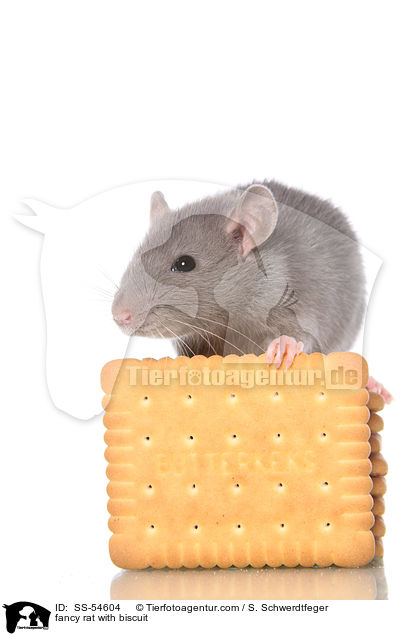 fancy rat with biscuit / SS-54604