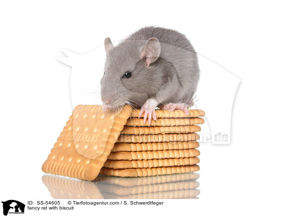 fancy rat with biscuit / SS-54605