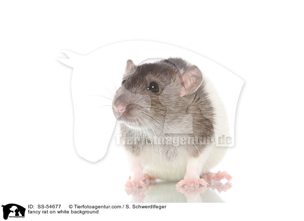 fancy rat on white background / SS-54677