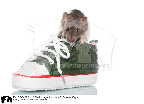 fancy rat on white background / SS-54698