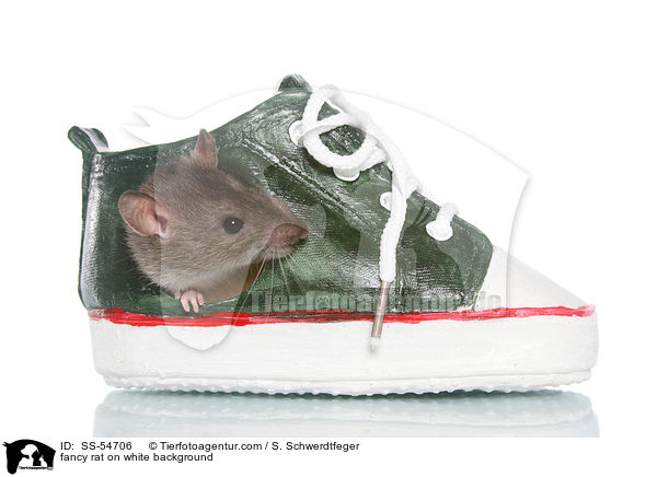 fancy rat on white background / SS-54706