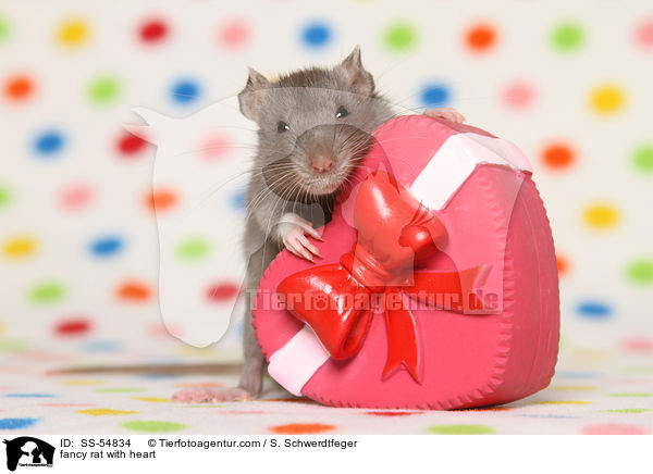 fancy rat with heart / SS-54834