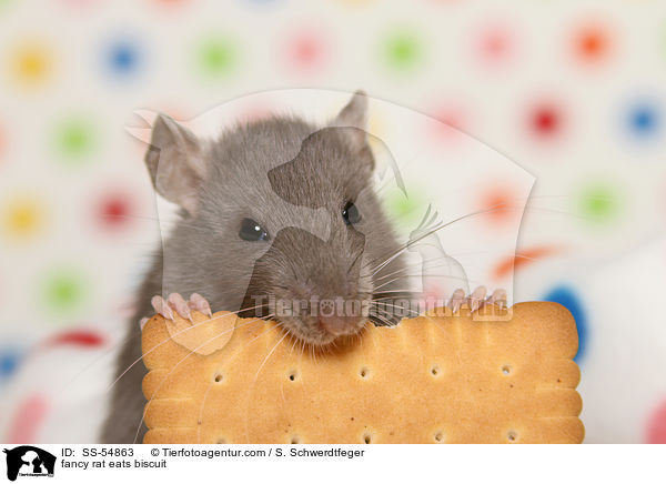 fancy rat eats biscuit / SS-54863