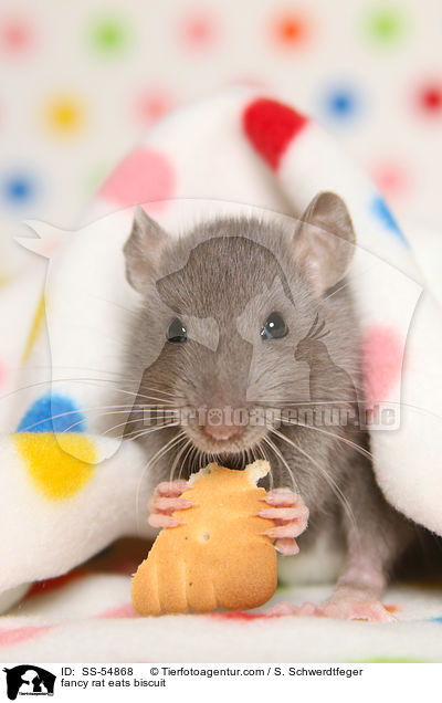 fancy rat eats biscuit / SS-54868