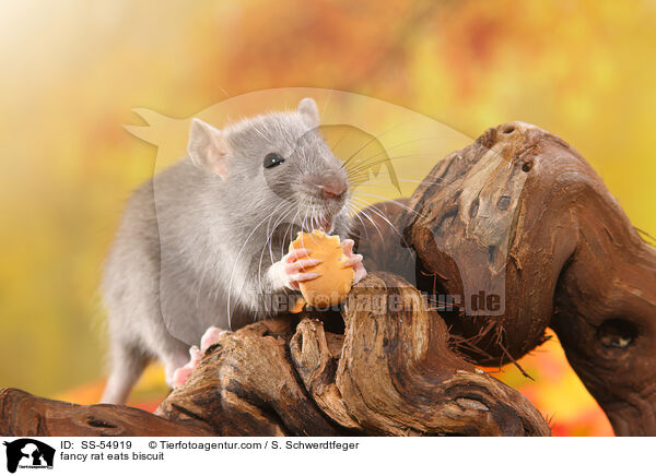 fancy rat eats biscuit / SS-54919