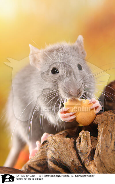 fancy rat eats biscuit / SS-54920