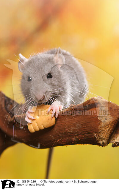 fancy rat eats biscuit / SS-54926