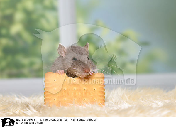 fancy rat with biscuit / SS-54958