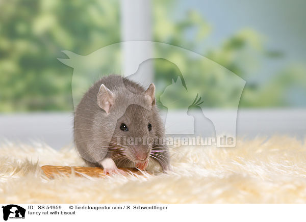 fancy rat with biscuit / SS-54959