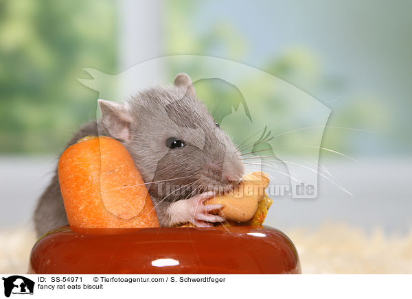 fancy rat eats biscuit / SS-54971