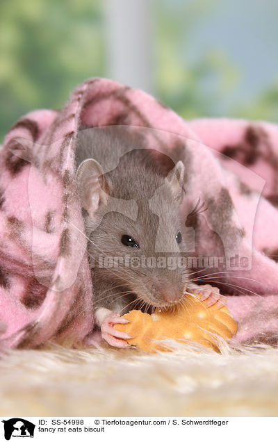fancy rat eats biscuit / SS-54998