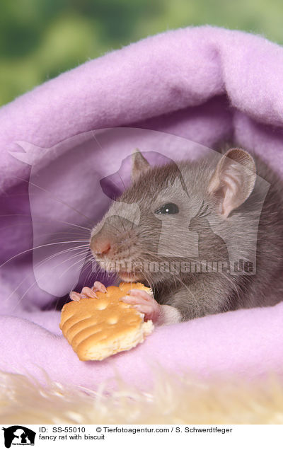 fancy rat with biscuit / SS-55010