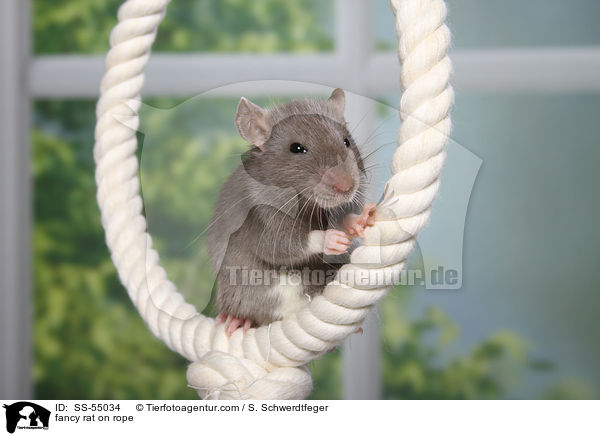 fancy rat on rope / SS-55034