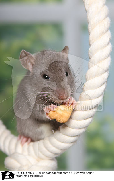 fancy rat eats biscuit / SS-55037