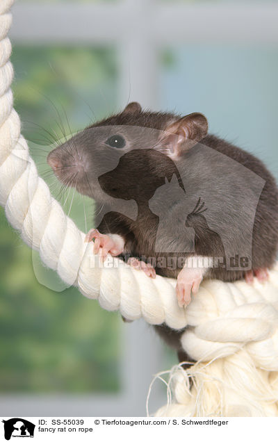 fancy rat on rope / SS-55039