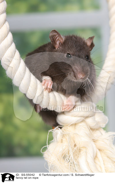 Farbratte auf Seil / fancy rat on rope / SS-55042
