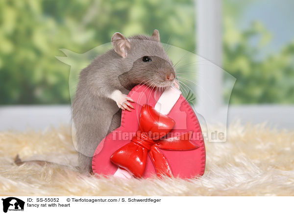 fancy rat with heart / SS-55052