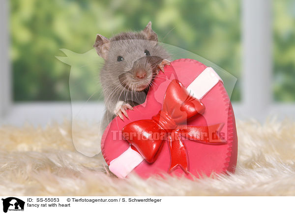 fancy rat with heart / SS-55053