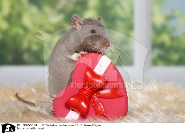fancy rat with heart / SS-55054