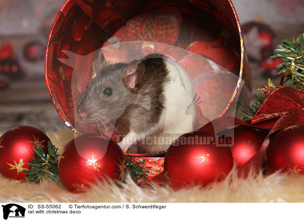 Ratte mit Weihnachtsdeko / rat with christmas deco / SS-55062