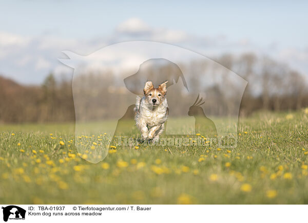 Krom dog runs across meadow / TBA-01937