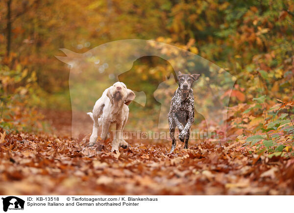 Spinone Italiano and German shorthaired Pointer / KB-13518