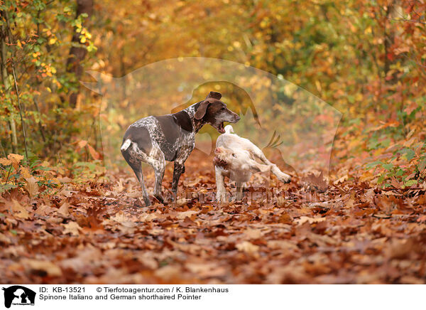 Spinone Italiano and German shorthaired Pointer / KB-13521
