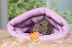 fancy rat eats biscuit