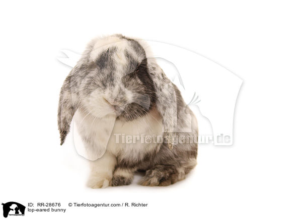 lop-eared bunny / RR-28676
