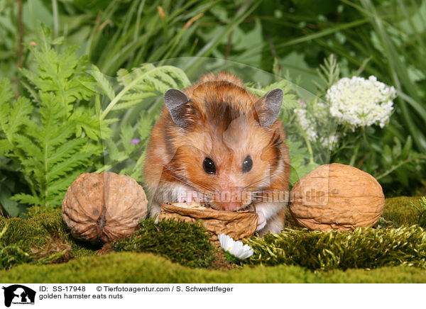 golden hamster eats nuts / SS-17948