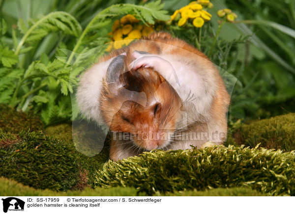 golden hamster is cleaning itself / SS-17959