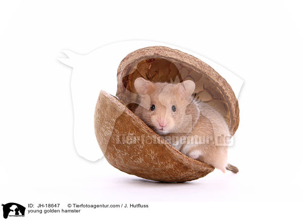young golden hamster / JH-18647